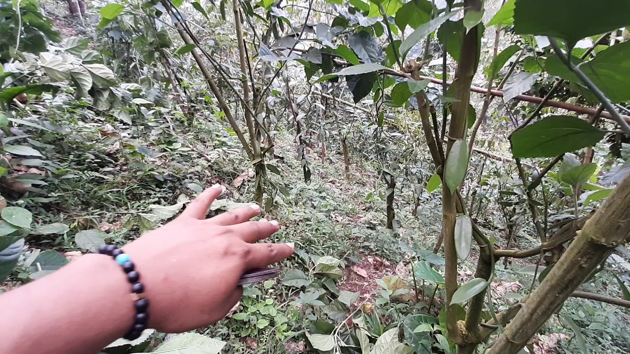 Poda de tutores en vainilla planifolia