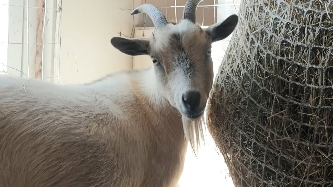 Due dates!! Checking on Pixie and Peppa.