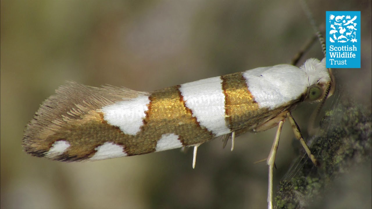 Take a closer look at micromoths