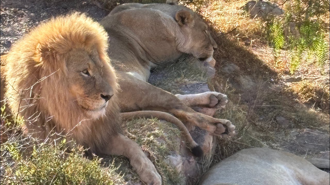 Un león espectacular en Sudafrica Trail, dia 8 de tour: Aquila Safari!