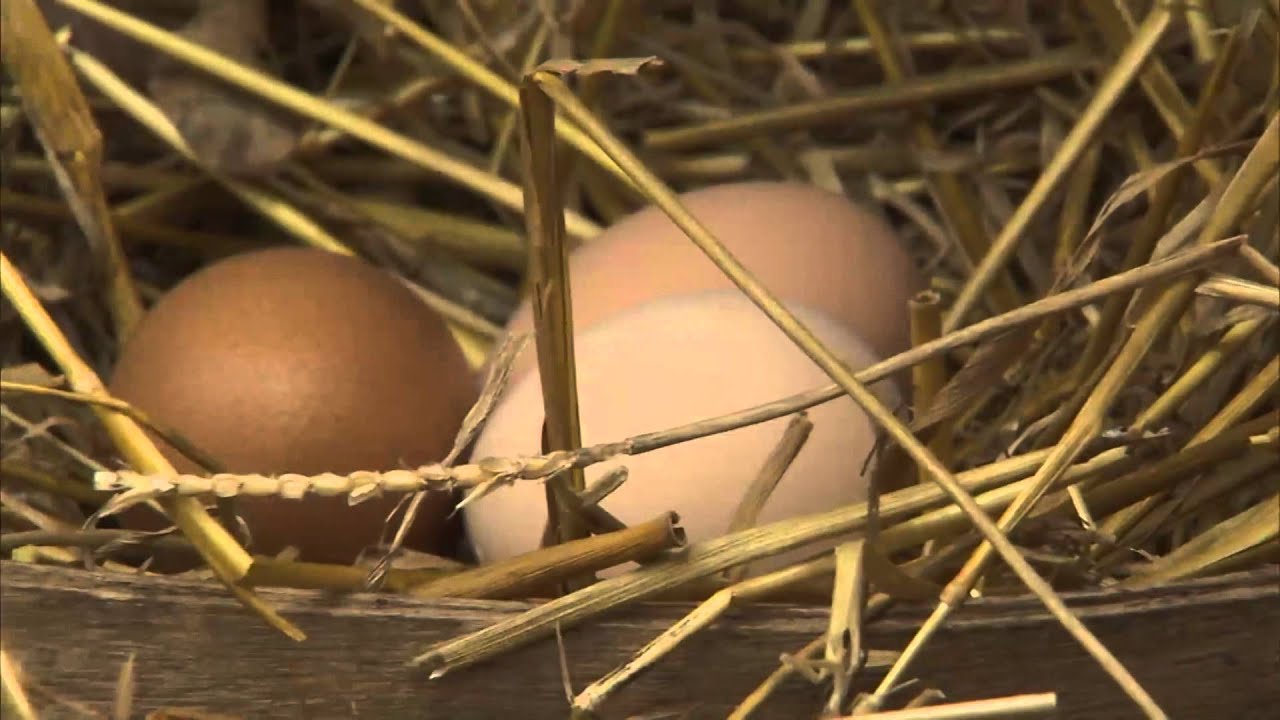 Chicken Farming | P. Allen Smith Cooking Classics
