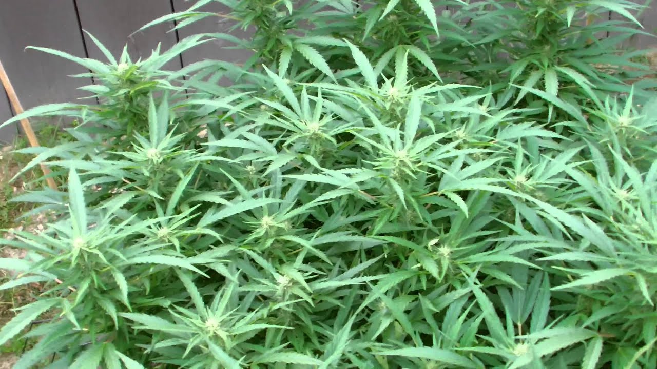 Outdoor Medical Cannabis Garden