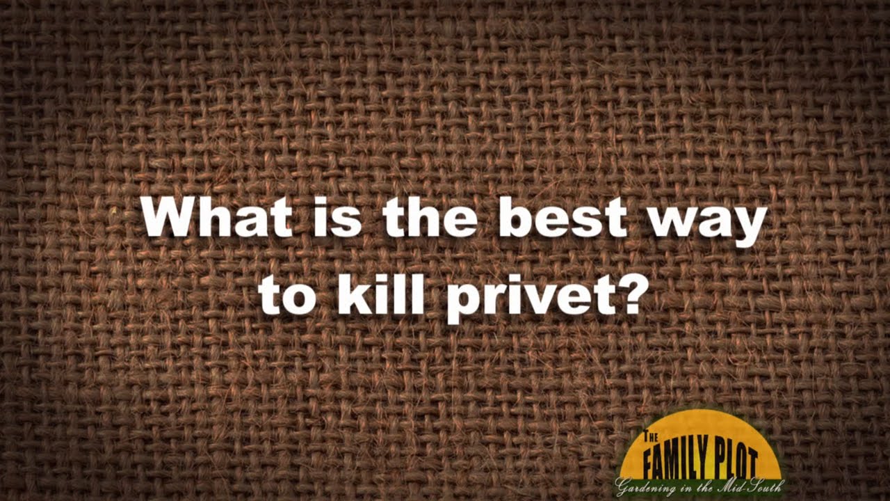Q&A -- What is the best way to kill privet?