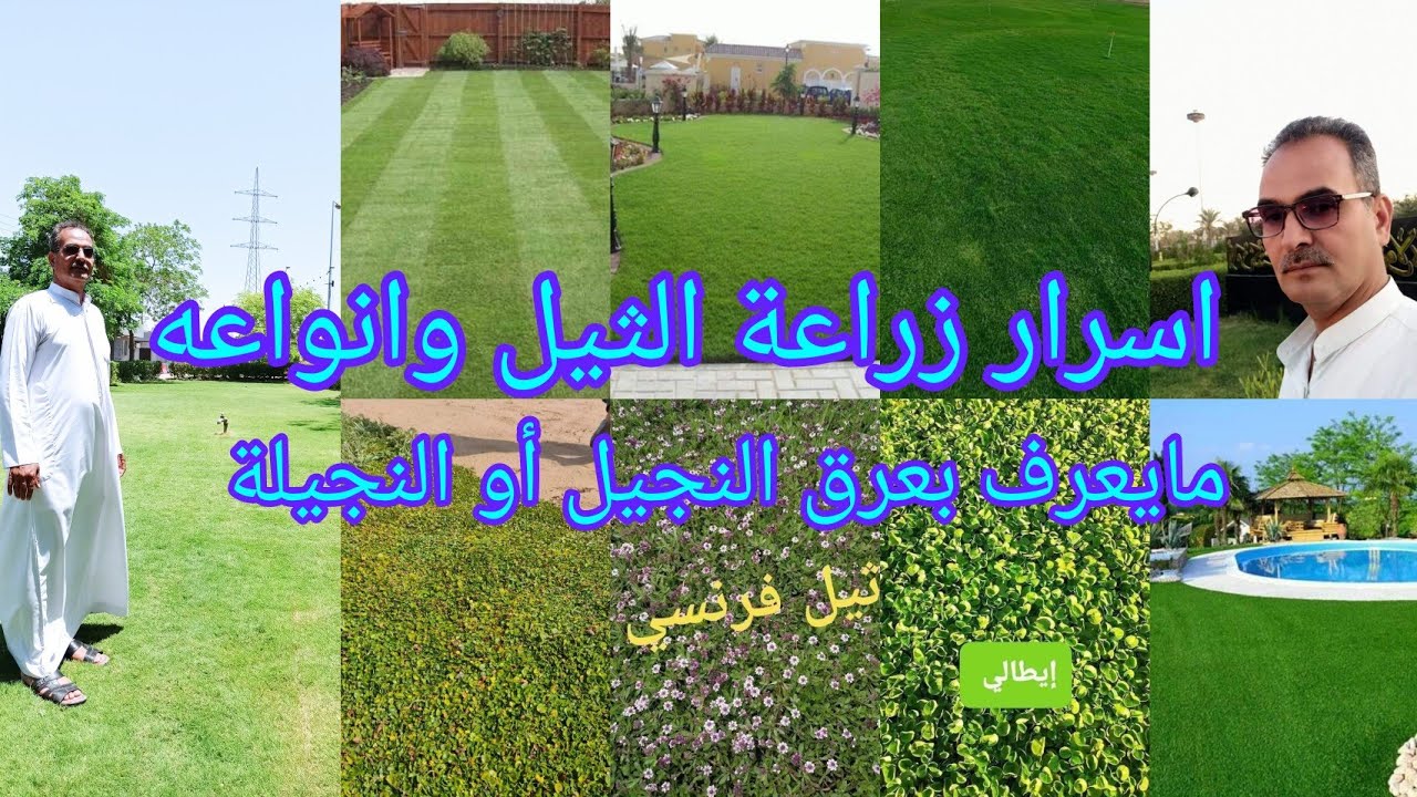اسرار زراعة الثيل او مايعرف بعرق النجيل أو النجيلة واهم الانواع بالاسواق