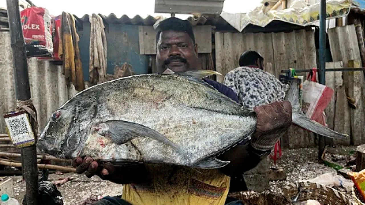 🔥 Karum Paarai Fish Cutting & Chopping | Kasimedu Selvam Master Skills | TNFC Fresh Catch 🐟