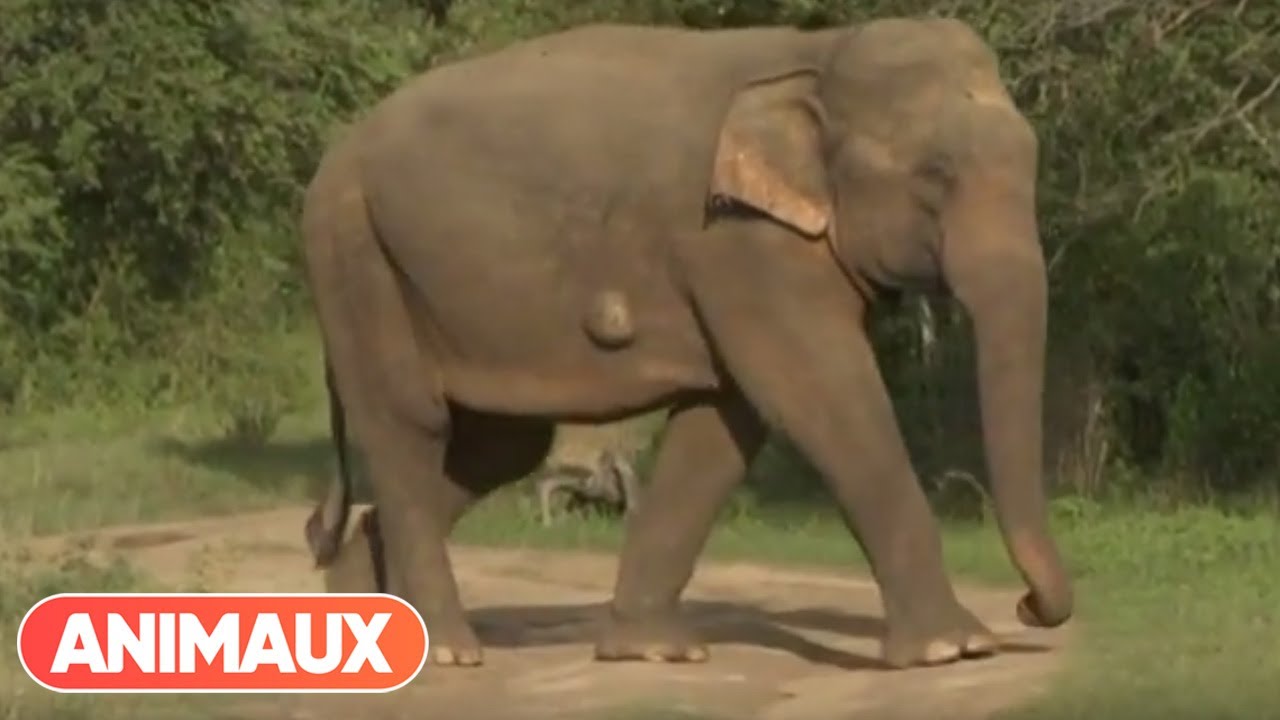 [DOCU] Sur la piste des éléphants sauvages du Sri Lanka - Animaux
