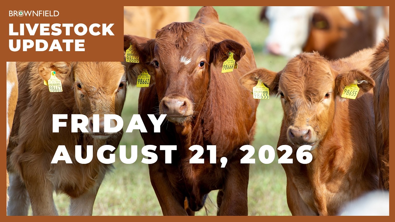 Placements drop 11% in latest Cattle on Feed report | Weekly Livestock Market Update