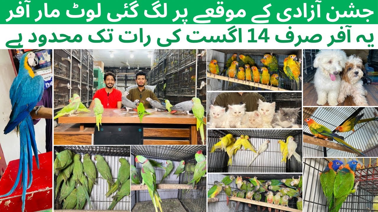 Multan Birds market rashadabad madni birds latest update all Fancy and Imported Birds available here