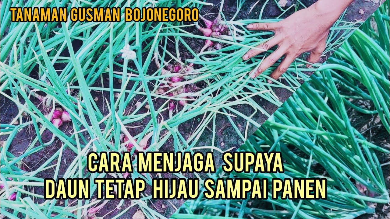 CARA MENJAGA SUPAYA TANAMAN BAWANG MERAH DAUNNYA TETAP HIJAU SAMPAI PANEN