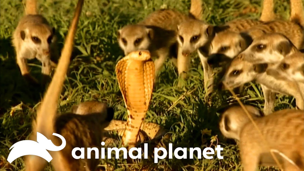 A Gang of Feisty Meerkats Take On A COBRA | Meerkat Manor | Animal Planet