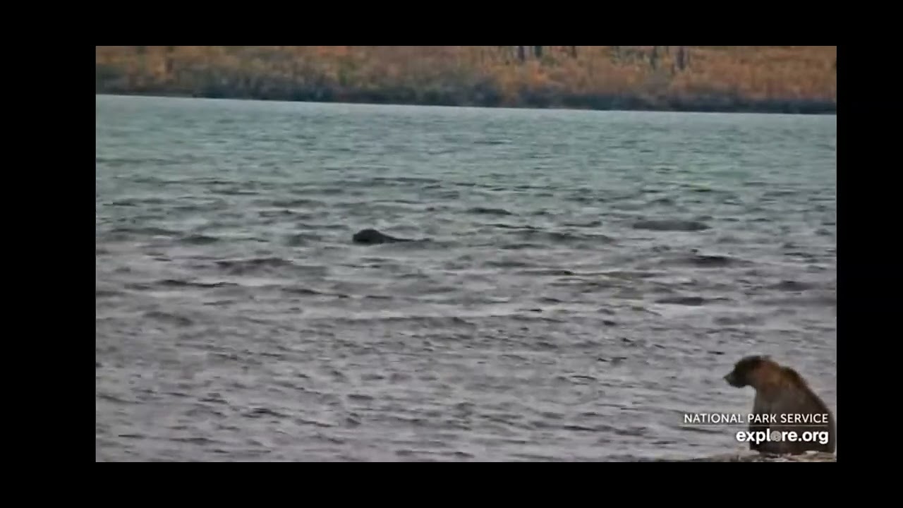 Bear 469, killing Bear 402 A Sad Day at Katmai ********GRAPHIC VIDEO **********