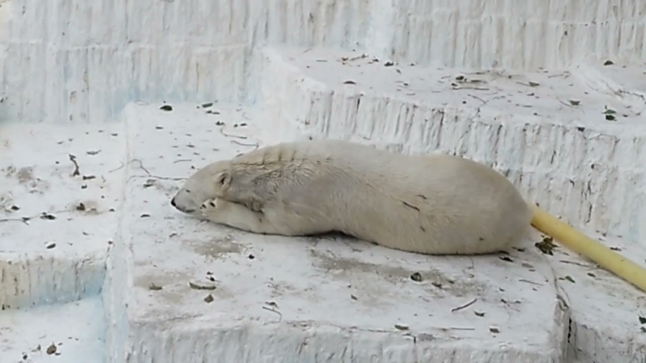 2024/03/30 天王寺動物園　ホッキョクグマ　ホウちゃん