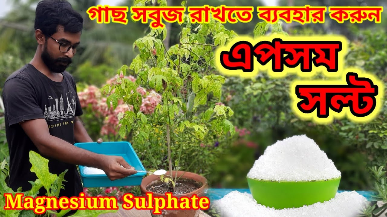 গাছ সবুজ রাখতে ব্যবহার করুন এপসম সল্ট। Uses of Epsom Salt in Gardening.