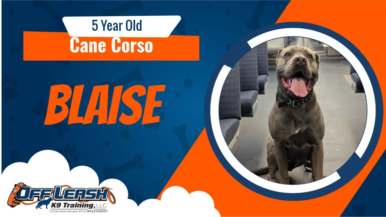 Best Cane Corso Dog Training | Blaise | Dog Training in London