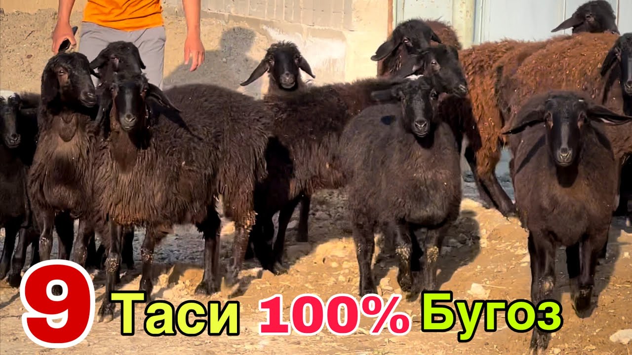 14 БОШ УЙДАН СОТИЛАДИ! ☎️+998 97 525 27 17