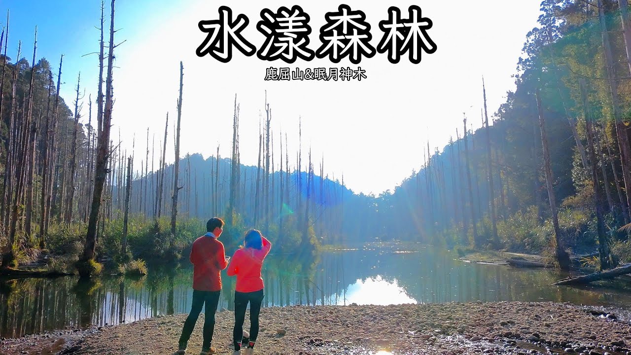 【水漾森林+鹿屈山+眠月神木】沿途有毫不客氣洗臉等級的芒草區+一直陡下坡下到腿軟，絕美景色值得一遊｜順遊巍然屹立於深山中的”眠月神木”，巨大模樣令人嘆為觀止，讚頌造物者的神蹟。