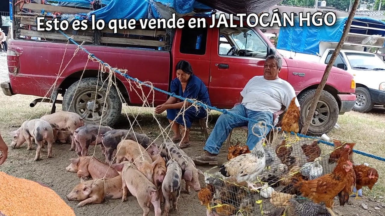 Día de TIANGUIS EN JALTOCÁN Hidalgo 2024 @Isidoro y sus Teclados