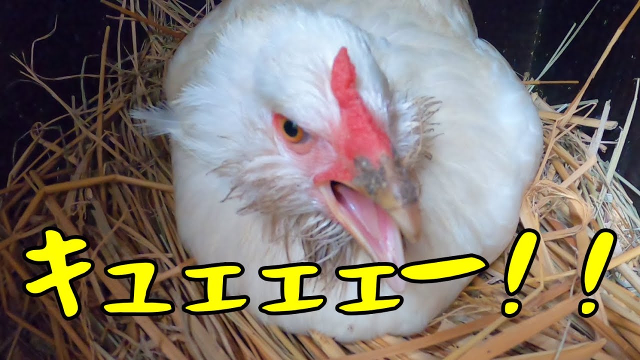 突然メス鶏が叫び出した驚きの理由とは…【ニワトリ飼育】 239話目
