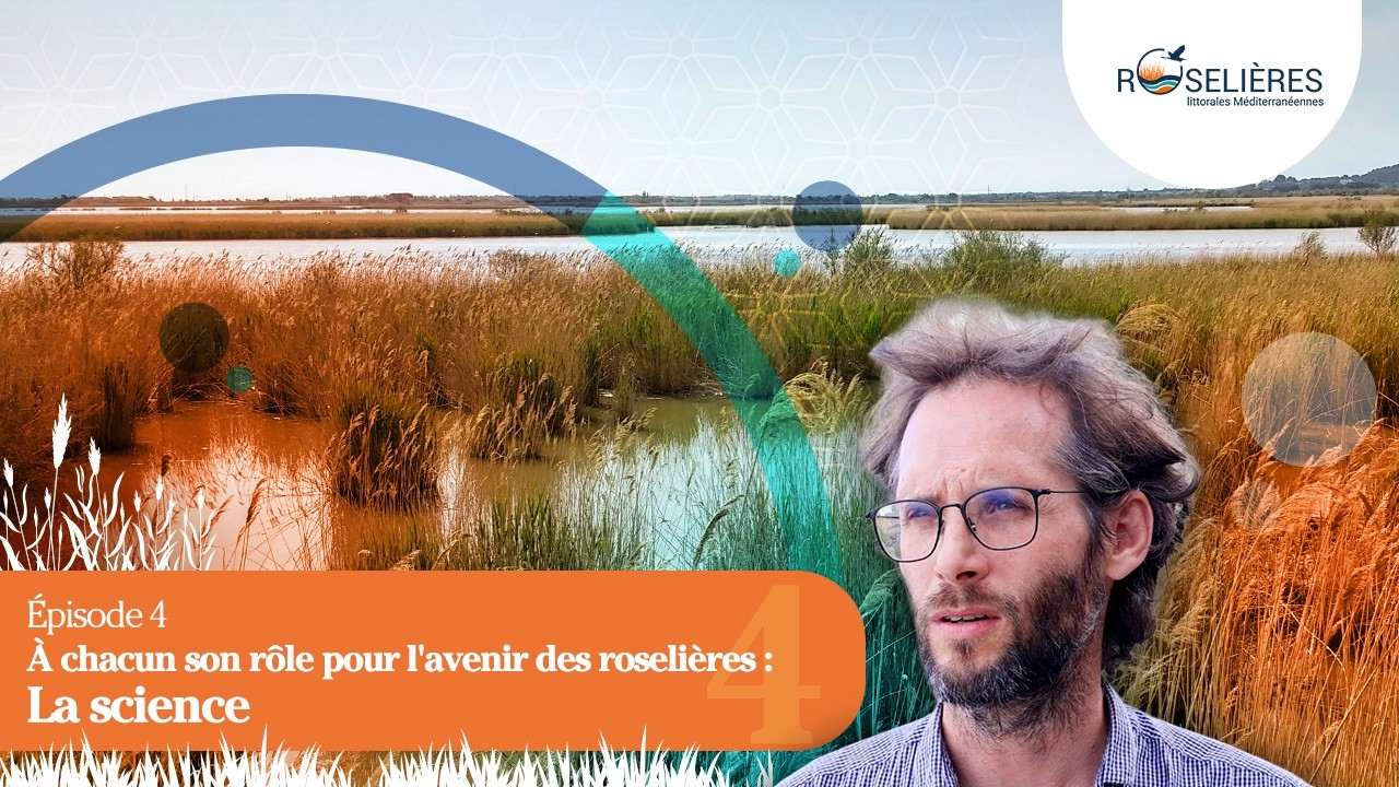 Épisode 4 -  À chacun son rôle pour l'avenir des roselières : La science