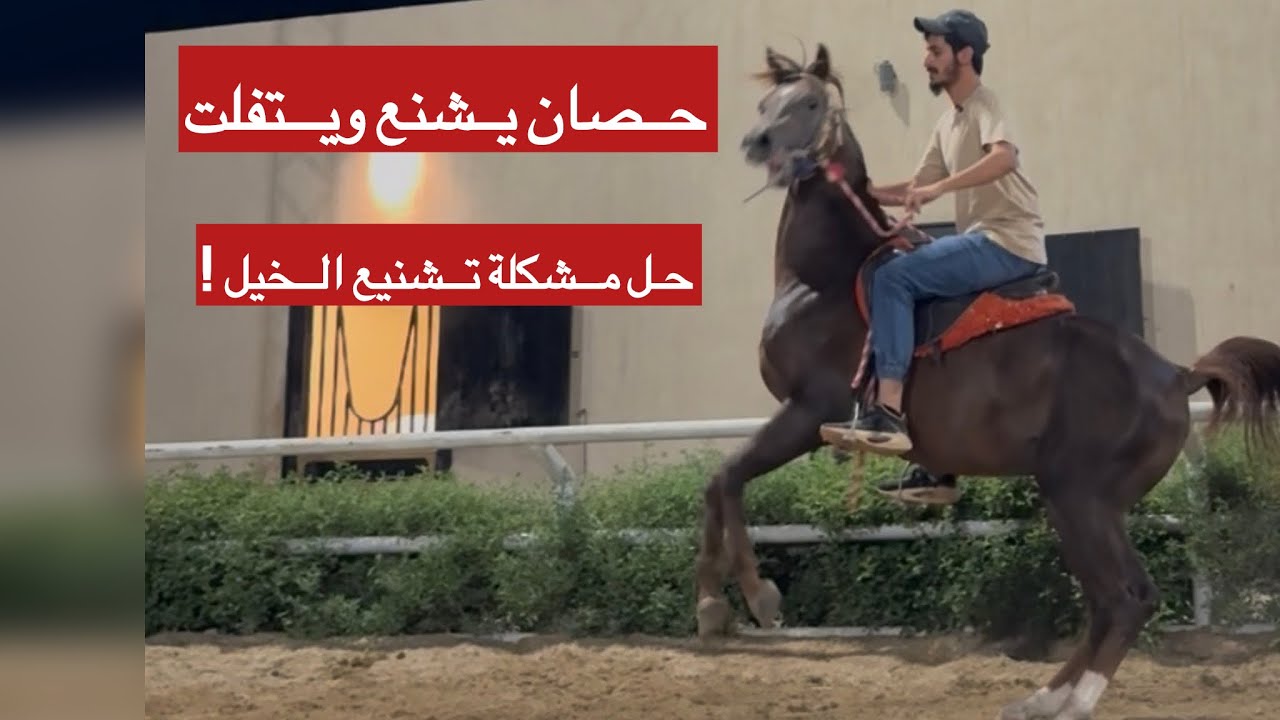 حصان يشنع وخطير ! كيف التعامل معه ؟