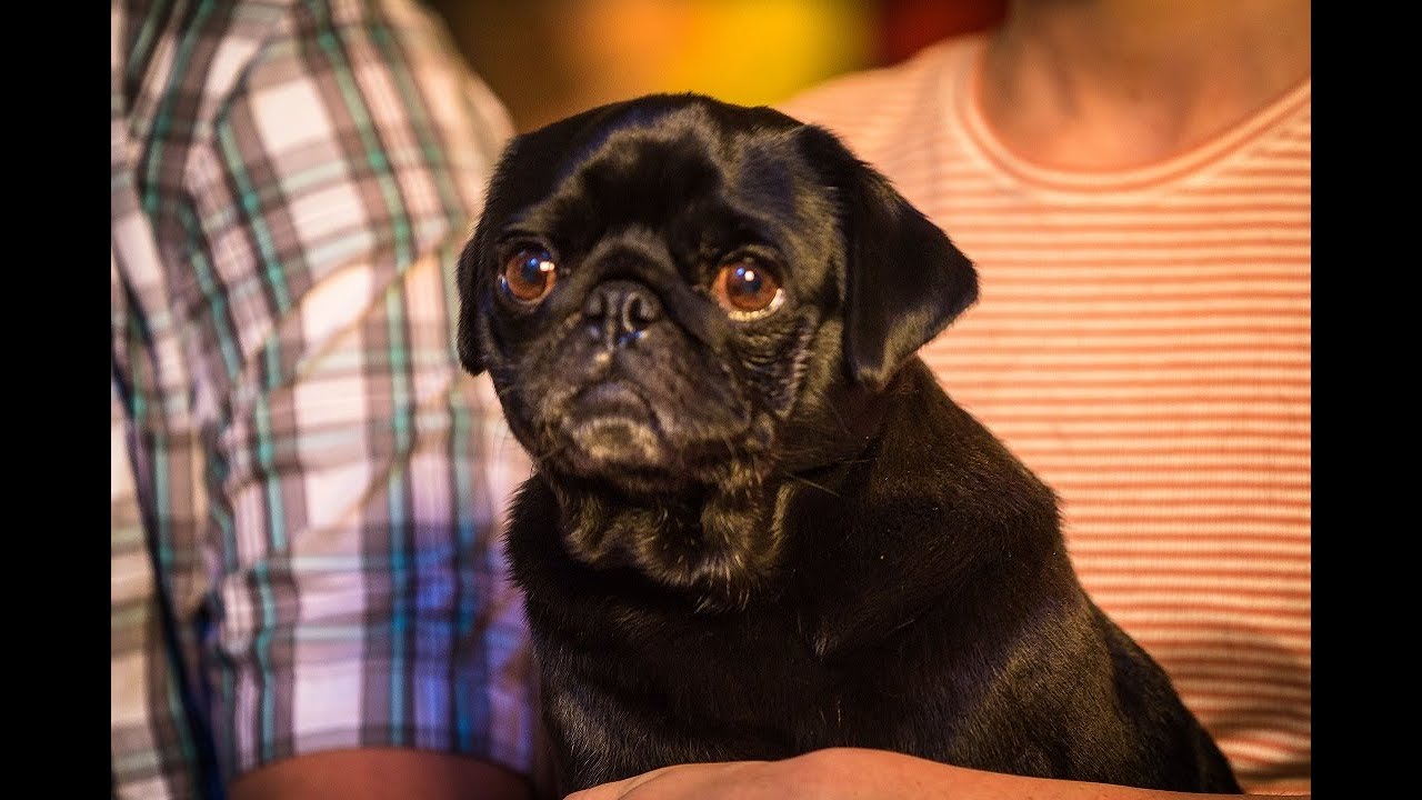 Happy Tails from Pacific Pug Rescue