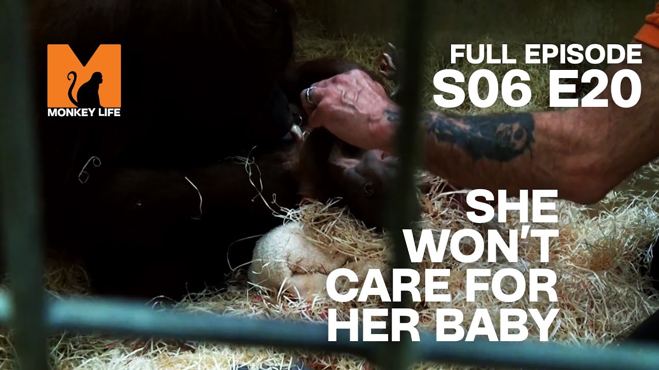 She Won't Care For Her Baby | Season 6 Episode 20 | Full Episode | Monkey Life