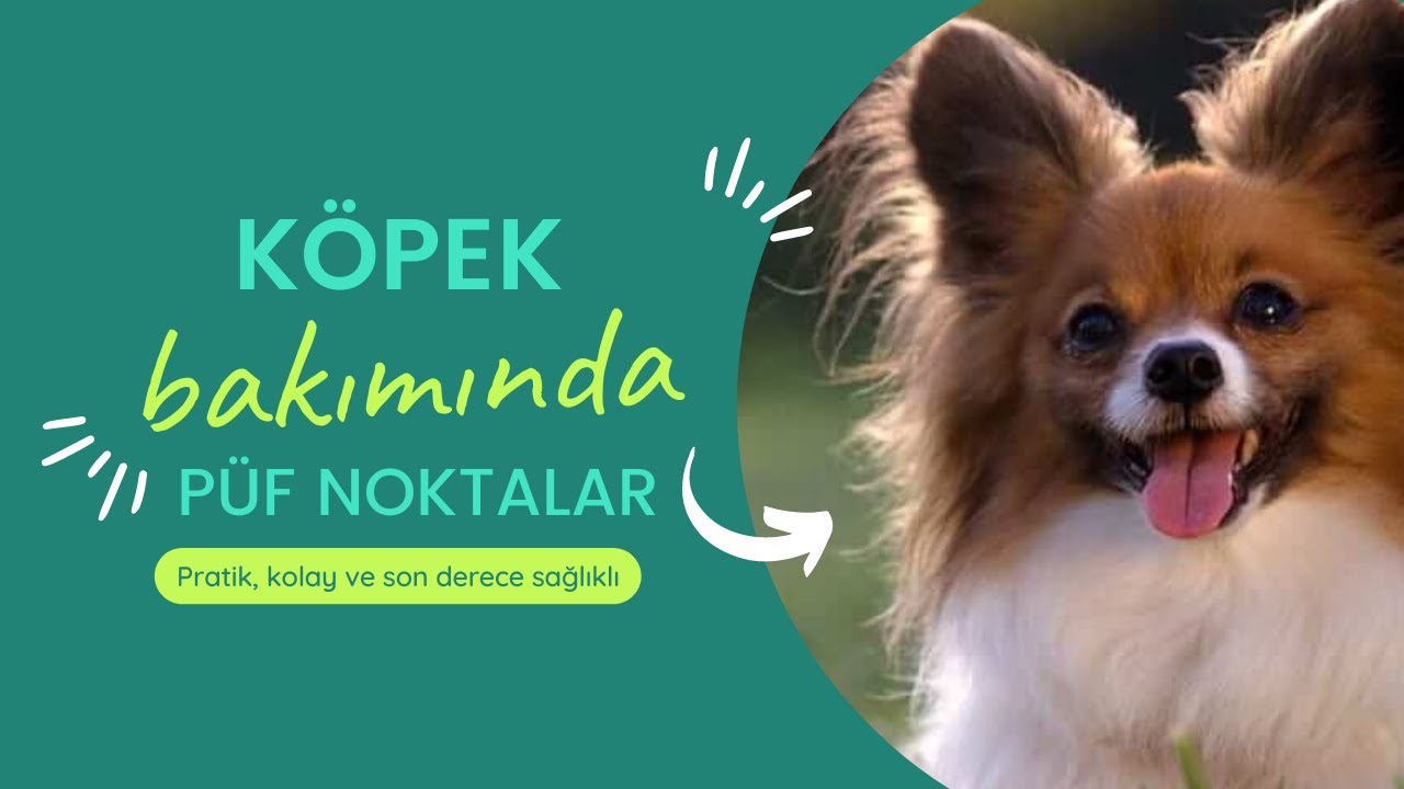 HER KÖPEK SAHİBİNİN BİLMESİ GEREKEN BİLGİLER, UYGULANABİLECEK BASİT TEDAVİ YÖNTEMLERİ NELERDİR?