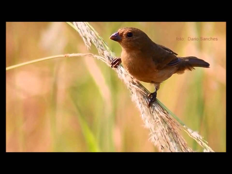 Fêmea de Coleiro Piando Muito