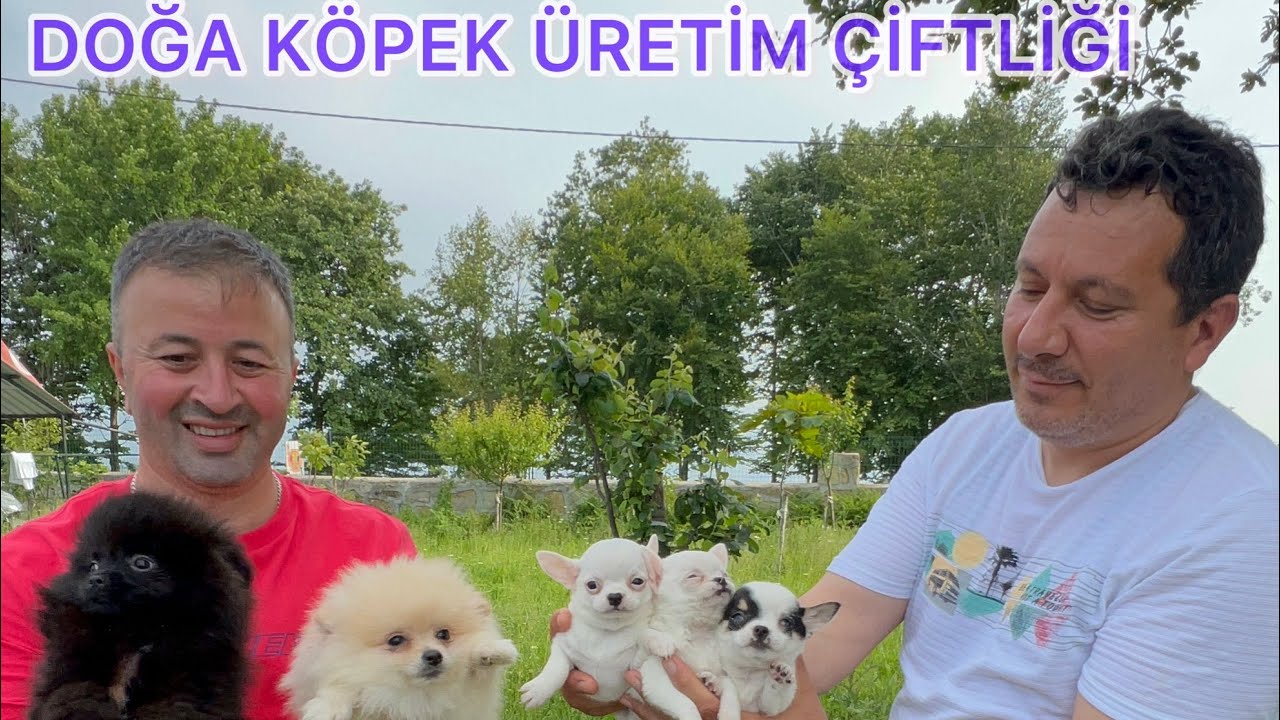 TÜRKİYE NİN EN GÜZEL KÖPEK TESİSLERİNDEN Bİ TANESİ İZMİT