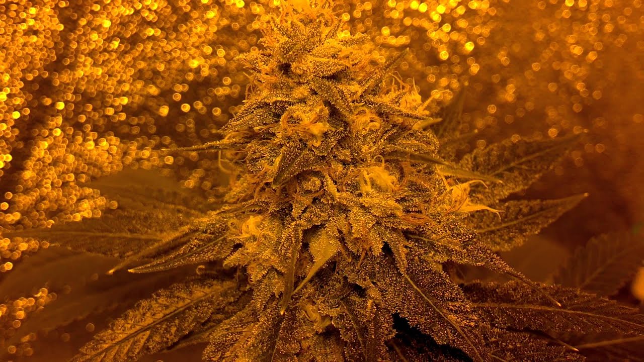 First grow 250W HPS GL80 - 8th week of Flowering ( GG -L-CP ) 8-30-12