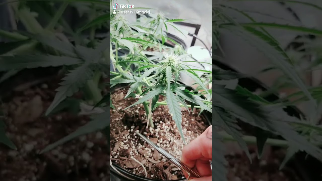 Quick Update!! LST Cannabis Flowering - AK47 - Week 7 - Here Come the Nugs!! - Check Description!!