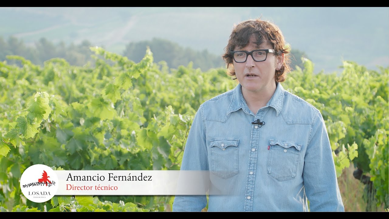 Vídeo corporativo Losada Vinos de Finca
