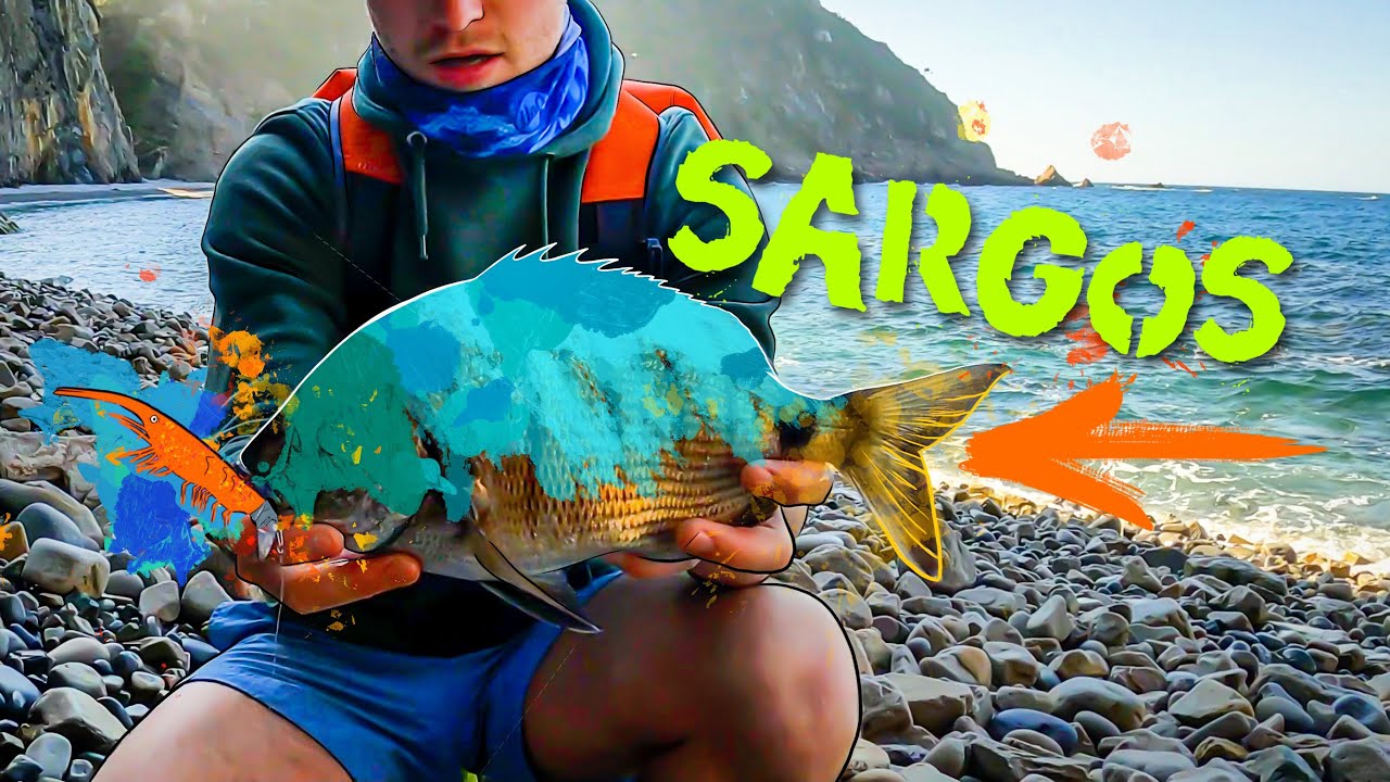 PESCA de SARGOS con la GAMBITA || Primera LUBINA con el LENGUADITO