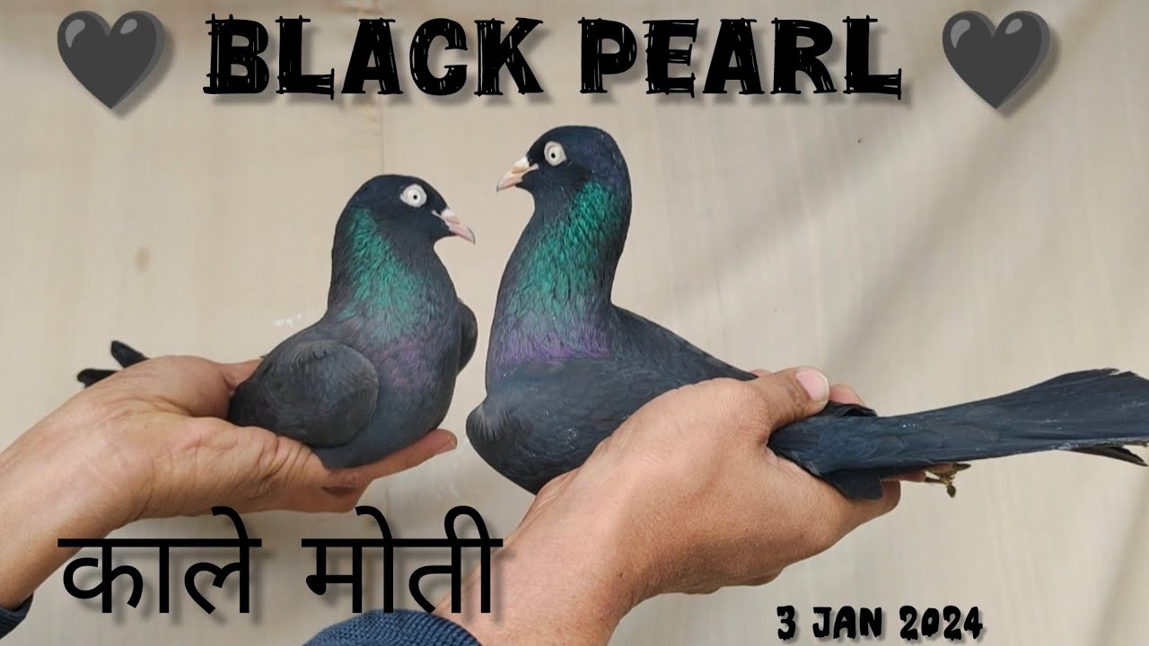 Black saharanpuri pair 