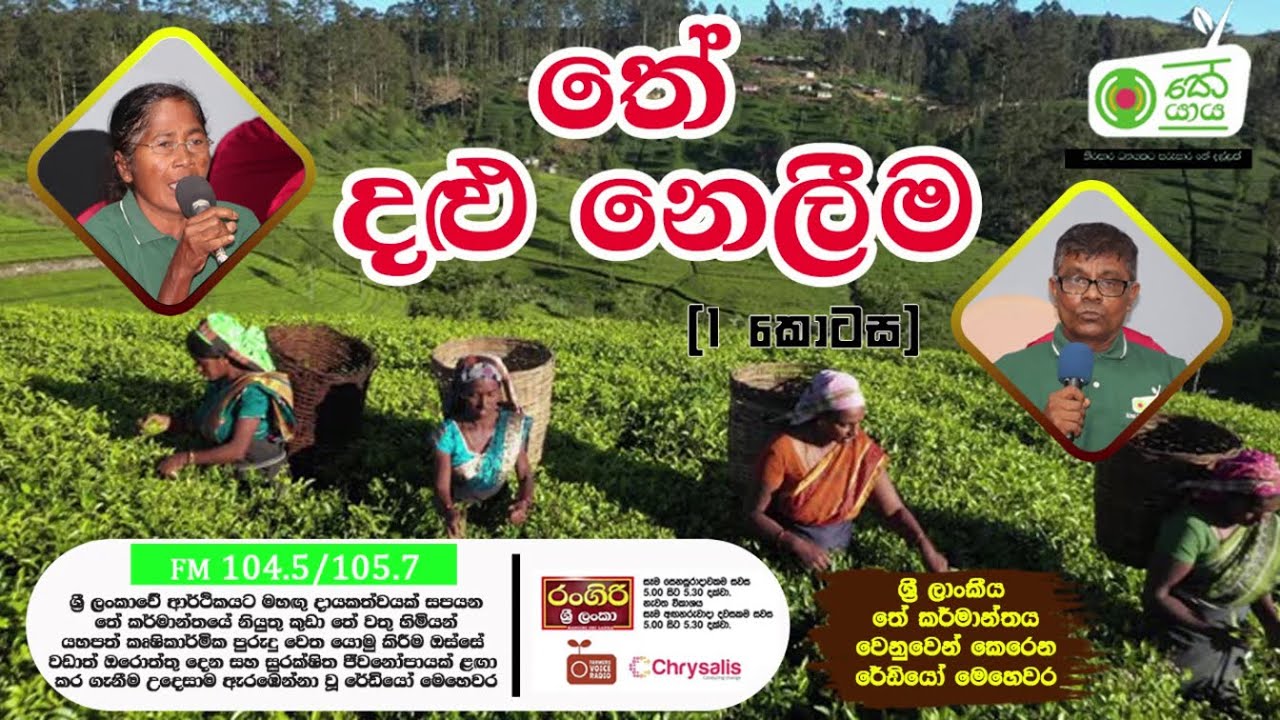 වැඩි ආදායමකට හරිම දළු නෙලීම (1 කොටස) | තේ යාය - Farmer Voice Radio