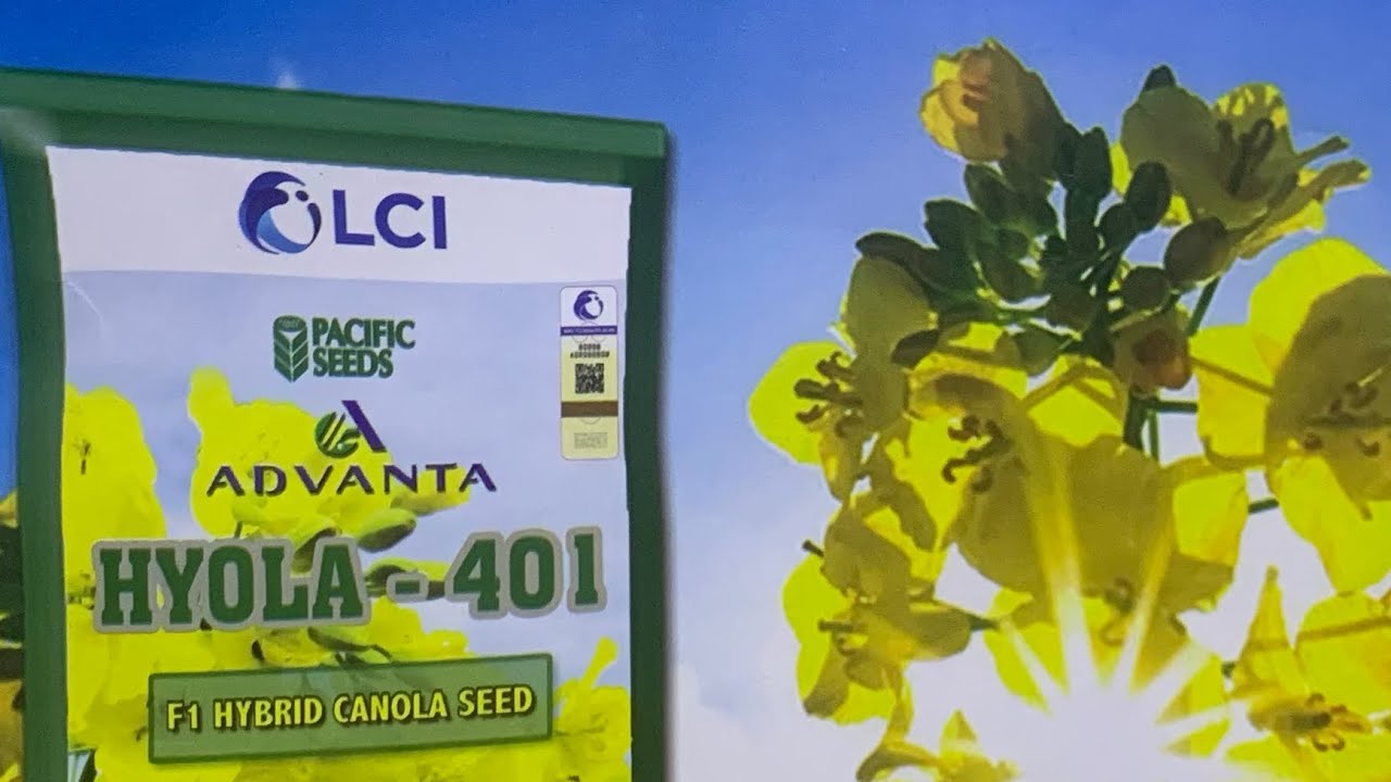 Advanta Hyola 401 Of LCI Pakistan | ICI | No1 Canola Seed for Oil | kissan Ghar | www.kissanghar.pk