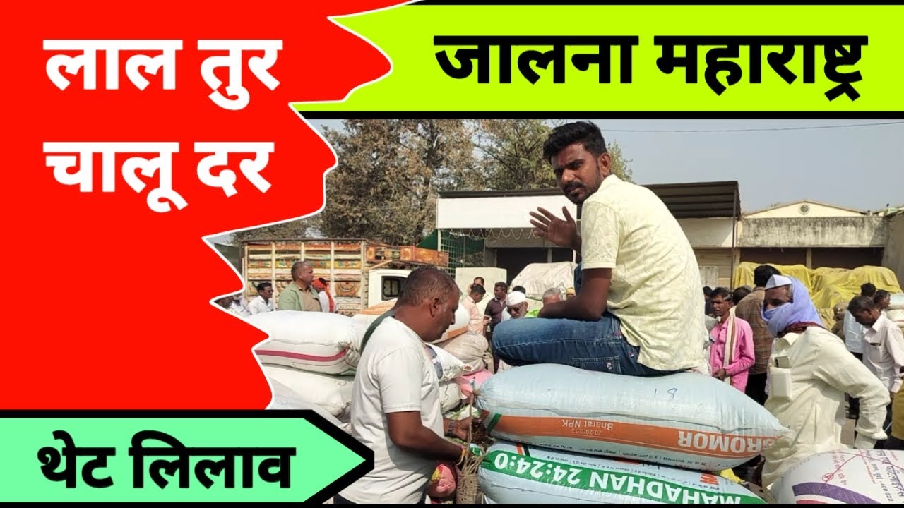 लाल तुर चालू दर थेट लिलाव जालना महाराष्ट्र || लाल तुरीला काय मिळतो भाव