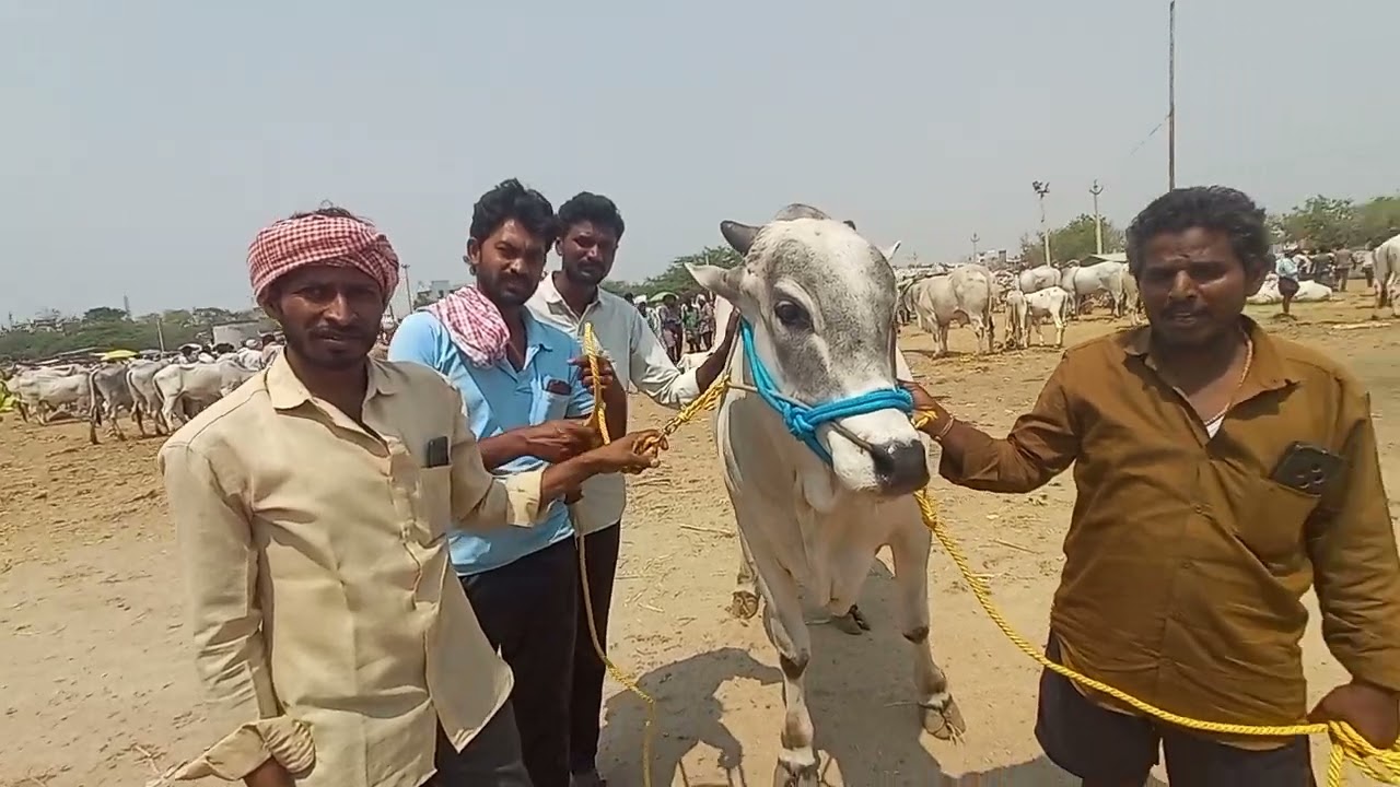  4 పండ్ల కోడె ధర 🔥 Ongole Breed Bulls Price at Pebbair Saturday Market Today | Pebbair Market Update