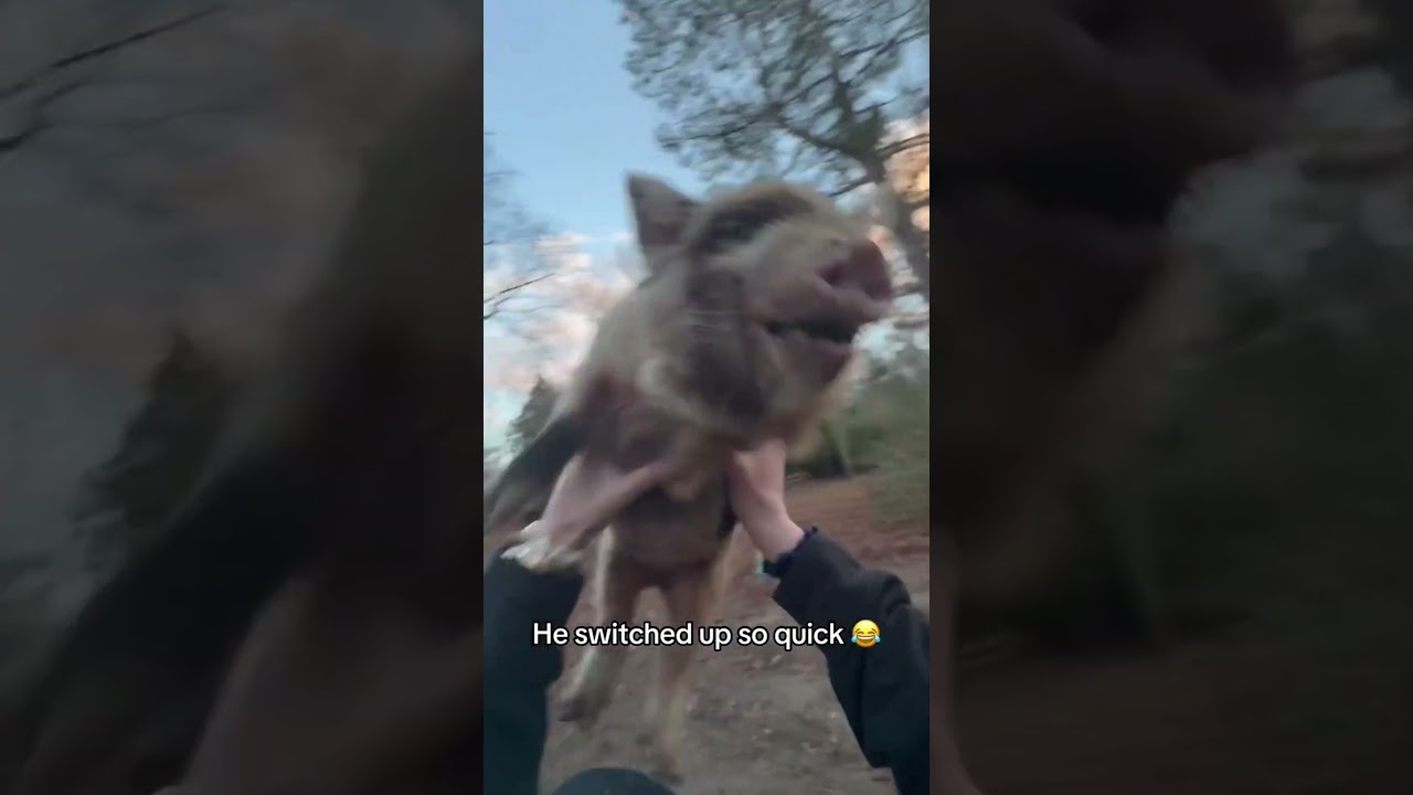 This pig started screaming and he did this 😂