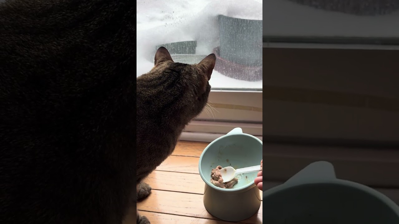 उनी खाना खाने समयमा खेल्दै थिइन्। She wants to play and eat at the same time🐈😽👀🍛🩷