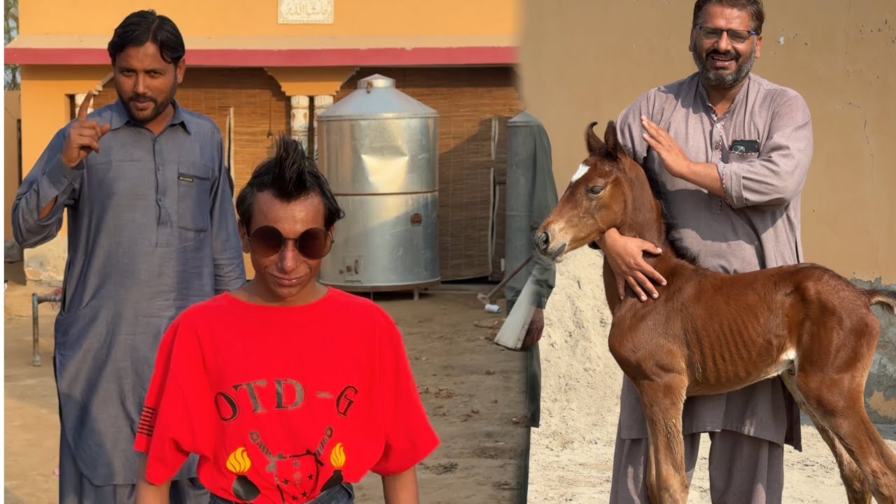 Dera Par Jabardast Party: Ghodi Ki Khushi Mein Dhamaal! 🐎🎉