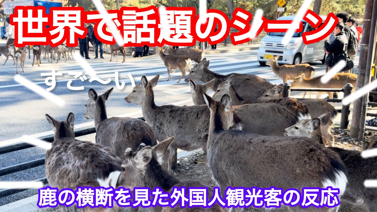 世界で話題のシーン🦌鹿の横断を見た外国人観光客の反応NARA  PARK