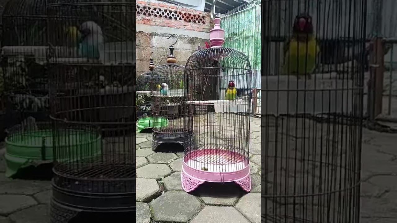Lovebirdmania 