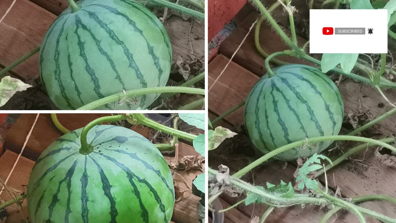 Hydroponics farming: How To Grow Watermelon hydroponically from seeds To harvest