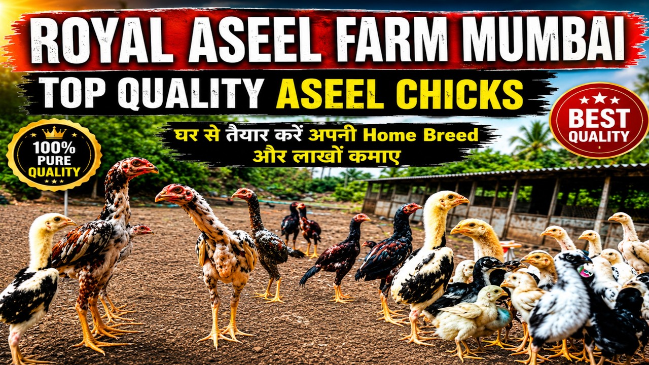 Top Quality Aseel Chicks | Royal Aseel Mumbai | Prepare your Home Breed from home and earn lakhs