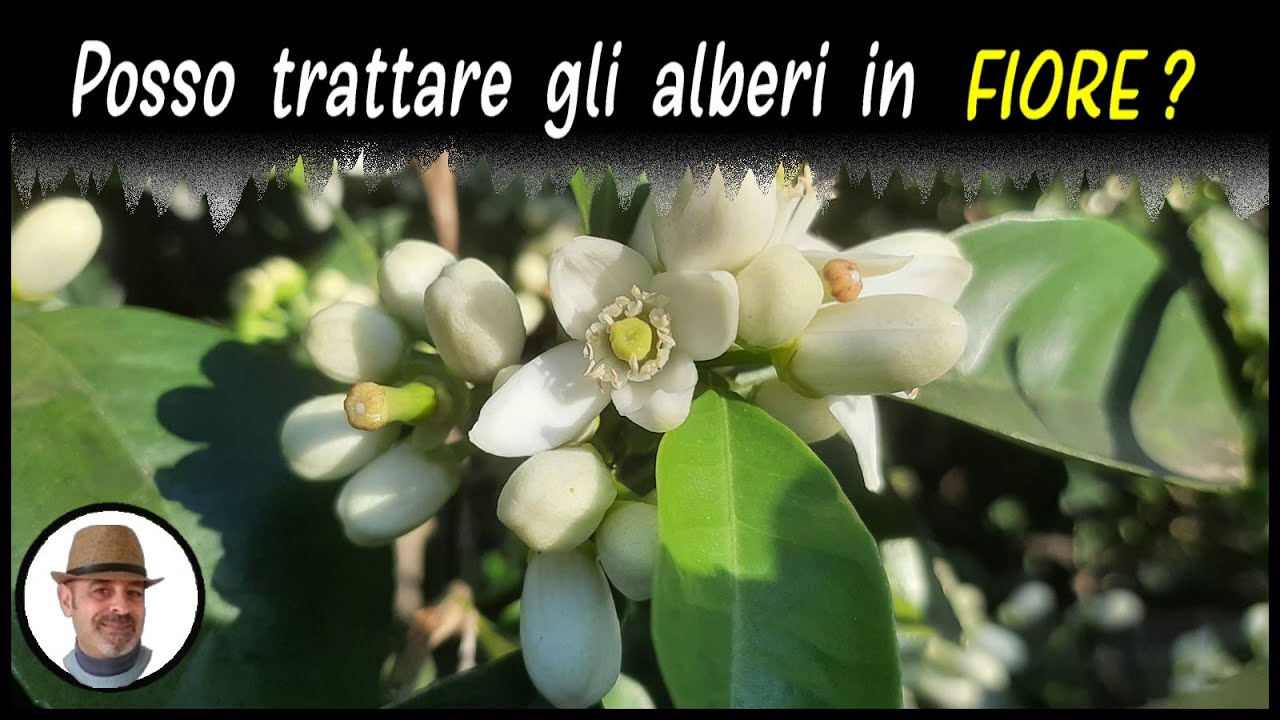 POSSO TRATTARE GLI ALBERI IN FIORE?
