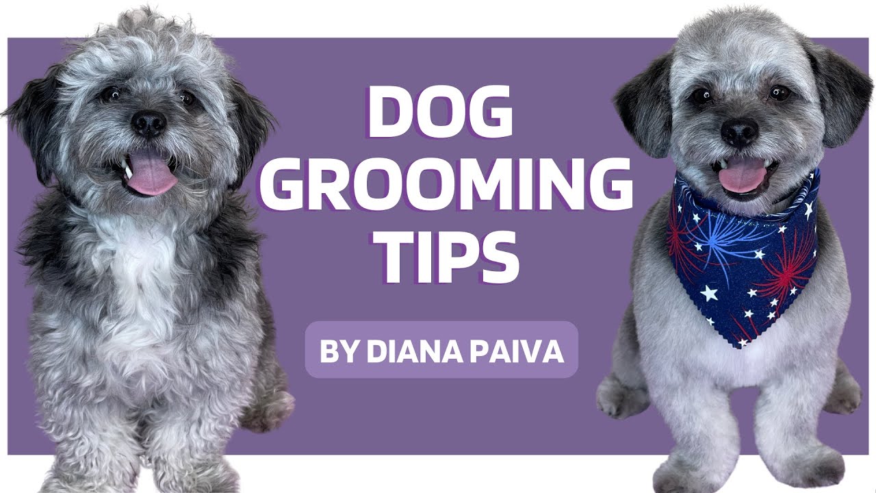 DOG GROOMING TIPS - Shihpoo Grooming #doggrooming #doggroomer #shihtzu