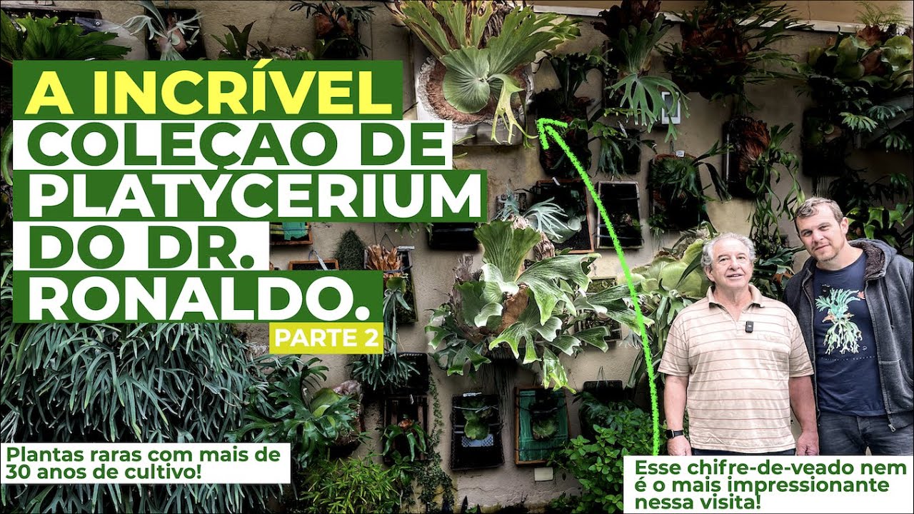 Conheça essa COLEÇÃO INCRÍVEL de PLATYCERIUM, o chifre-de-veado, do Dr Ronaldo Golcman. (Parte 2)