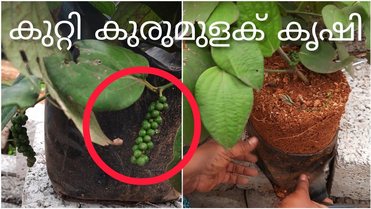 കുറ്റി കുരുമുളക് കൃഷി|Black pepper