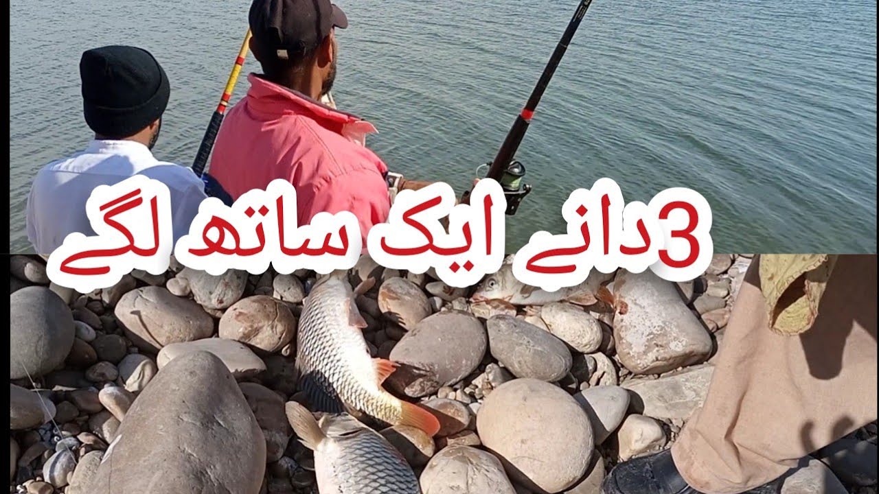 Wow || Amazing 3 hook 1 time Carp Fishing | bouthi point || Mangla Dam Fishing Muhammad Saad